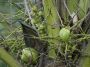 Day05 - 07 * Coconuts